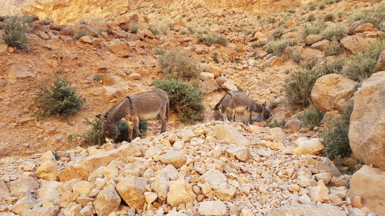 Dar Almanadir Todra Pansiyon Tinghir Dış mekan fotoğraf